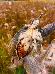 Milkweed Pod Opening with Seeds and Silky Fibers