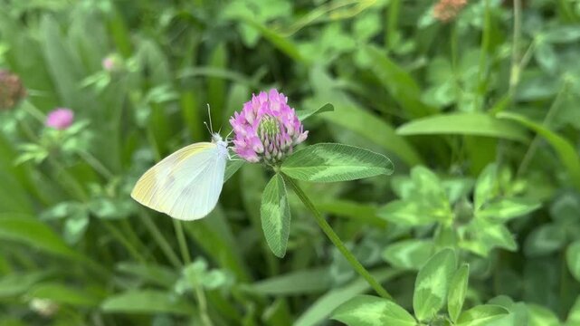 나비가 꽃에 앉아 꿀을 먹고 있다.