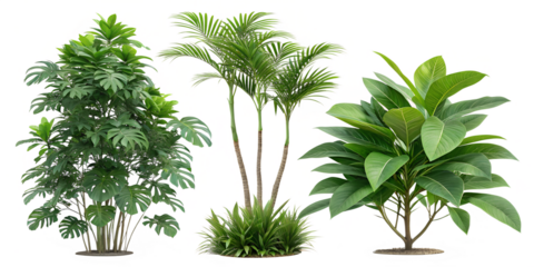 Collection of lush green tropical plants and palm trees isolated on transparent background