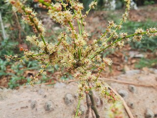 close up of a pine tree