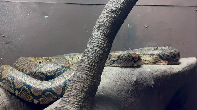 Massive reticulated python resting motionless on rocky surface, displaying intricate scale patterns and muscular body within natural habitat setting near tree trunk section