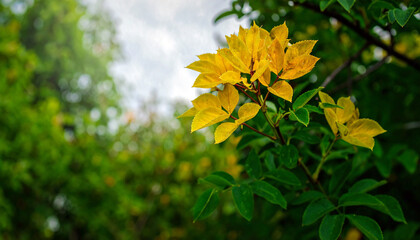 Obraz premium A closeup shot of yellow flower on a blurred background. autumn concept. 