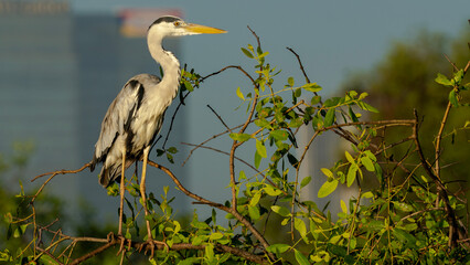 great blue heron ardea cinerea