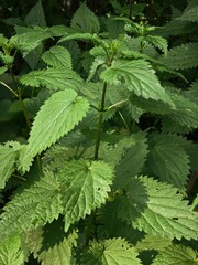 Observing nature. Nettle. Evening in nature. Pleasant light, beautiful photo.