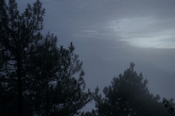 Misty Mountain Landscape  Dark Pines and Foggy Valley