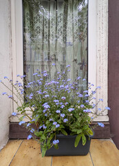 Blue forget-me-not flowers in a flowerpot on a windowsill by the window, floral decor