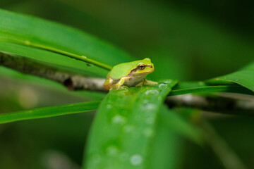葉っぱの上で休むアマガエル