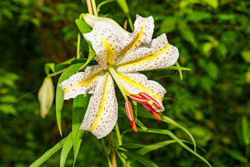 夏の庭に咲く山百合