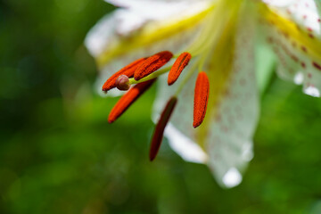 夏の庭に咲く山百合
