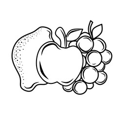 vector illustration of fruit