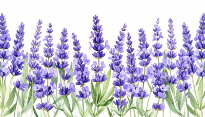 Naklejka premium Lavender flowers and pale green leaves watercolor botanical border PNG illustration cut out hand drawn for printable wall art on transparent background