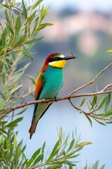 Obraz premium European bee eater perched on branch with insect prey