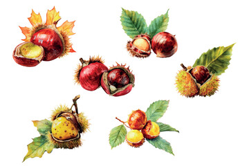 Watercolor chestnut set. Autumn chestnuts with nut and leaves from chestnut tree. Natural autumn tree elements. Symbols of autumn, fall, Thanksgiving, etc. Vector illustration. © Narin