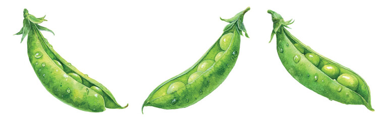 Set of green gooseberry stalks png. Green gooseberry stalks with green gooseberry watercolor. Watercolor rural vegetable harvest. Green legume harvest. Vector illustration.