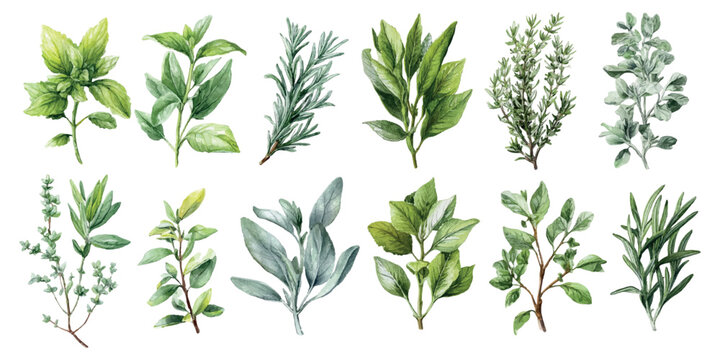 Watercolor set of green herbs and plants. Rosemary, mint and other herbs. Forest and field herbs for medicinal and cosmetic and floristic use. Watercolor nature botany.