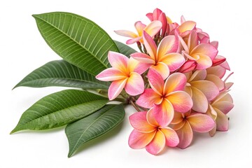 frangipani flower isolated on white