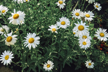 White daisies in full bloom. Daisies with bright yellow centers and white petals against a background of green grass and foliage. Natural flowers concept.
