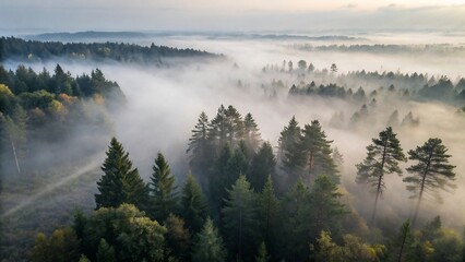 Fog blankets the forest in a serene aerial landscape view