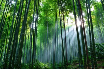 Sun shining through bamboo forest creates stunning light rays