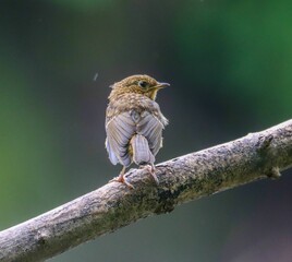 Erithacus rubecula perched on a branch