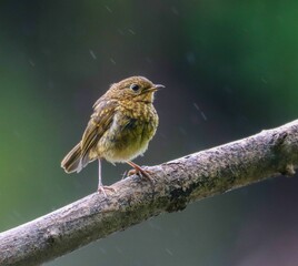 Erithacus rubecula perched on a branch
