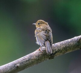 Erithacus rubecula perched on a branch