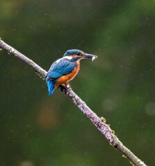 Alcedo atthis perched with a catch