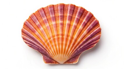 High-angle view of a colorful scallop shell, its natural imperfections adding to its charm, laid out on a pure white surface, emphasizing its unique form