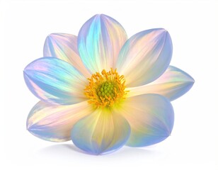 Colorful dahlia close-up