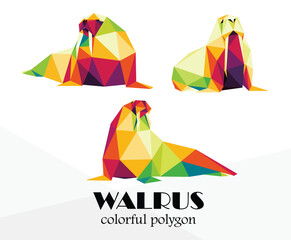Colorful Polygonal low Poly set of walrus animal. Colorful Walrus Abstract vector collection. Colorful illustration vector of walrus for kids animal book.