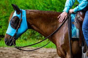 Detail of a horse during an equestrian race