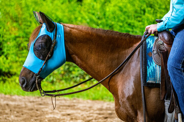 Detail of a horse during an equestrian race