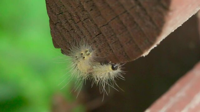 Fall Webworm (Hyphantria cunea) Larva Crawling on Painted Wooden Fence