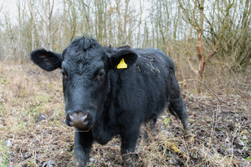 A cow, interested in the camera, in a woodland setting.