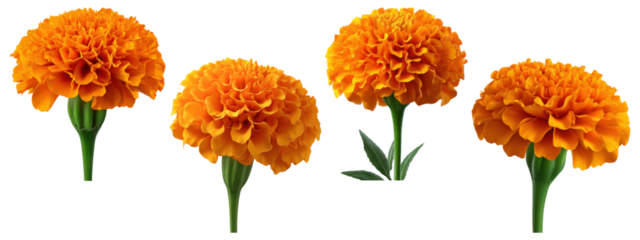 Set of four vibrant orange marigold flowers with green stems