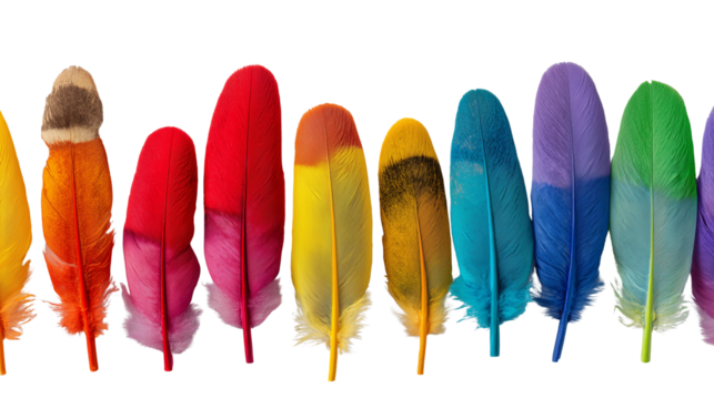 Colorful Feathers on Transparent Background