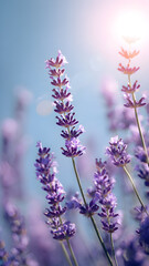 Obraz premium Lavender Fields Sunlit Serenity