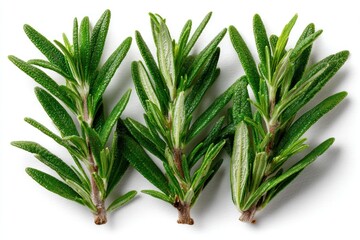 Fototapeta premium Three sprigs of fresh rosemary are positioned next to each other, highlighting their lush green leaves ready for culinary applications