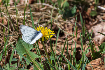 Cabbage white (Pieris rapae) sitting on dandelion