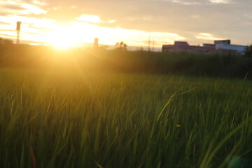 Sunset over the Meadow: Golden hour bathes a verdant field in a warm, inviting glow, with a...