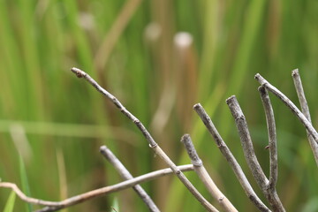 Abstract of Cut Branches: A captivating macro shot presents a cluster of cut branches against the...