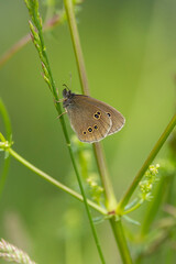 ringlet or brown forest butterfly (aphantopus hyperantus) sitting on a blade of grass 