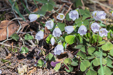 White shamrock (Oxalis acetosella) or wood sorrel flowers blooming in early spring in the wild forest The Netherlands