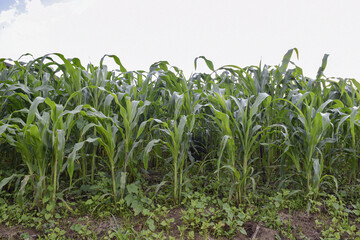Milpa de maíz en el pueblo mágico de Zacatlán, Puebla, México