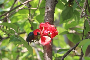 Hummingbird and Blossom: A vibrant hummingbird delves into a lush red blossom, showcasing nature's beauty, surrounded by the lush greenery of leaves and branches.