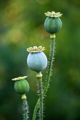 In the garden grows a poppy with green heads