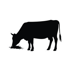 Black silhouette of a cow grazing on hay, standing on grass