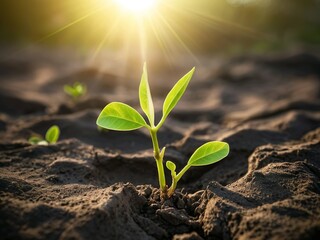 Emerging Seedling in Sunlight