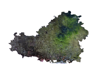 High-resolution PNG image of moss growing on concrete surface, isolated with transparent background. Ideal for use in design, collage, texture overlays, and digital artwork.