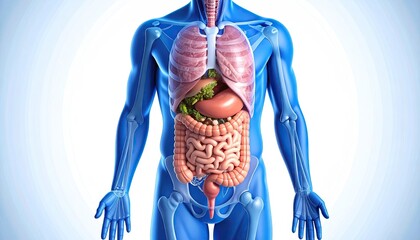 Human anatomy, digestive system